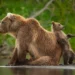 wildlife photography andy parkinson