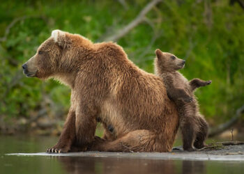 Wildlife Photography by Andy Parkinson