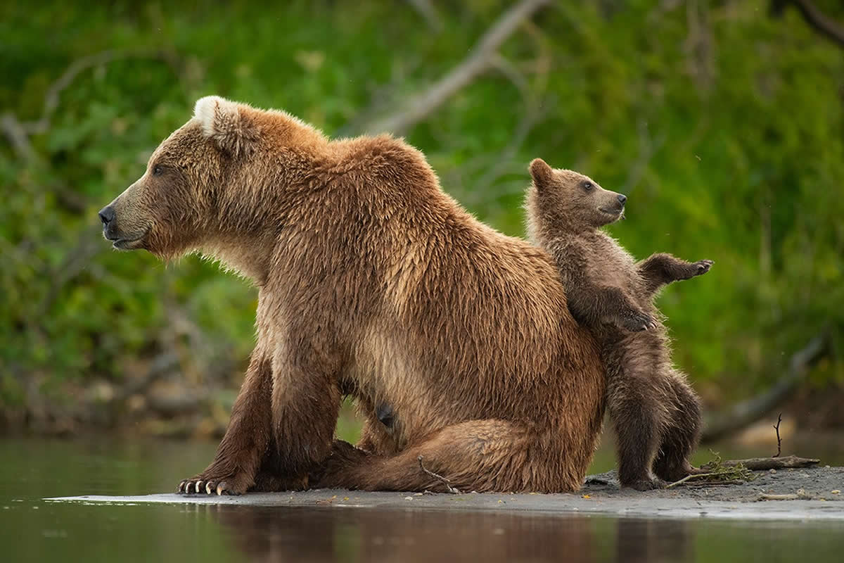 35 Majestic Wildlife Photos by Andy Parkinson That Reveal Nature’s Raw Beauty