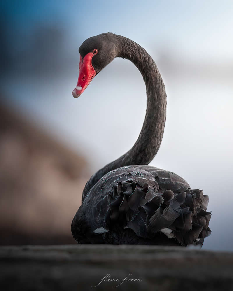 Wildlife Photography by Flavio Ferron