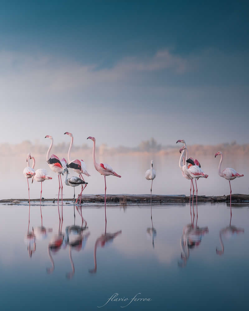 Wildlife Photography by Flavio Ferron