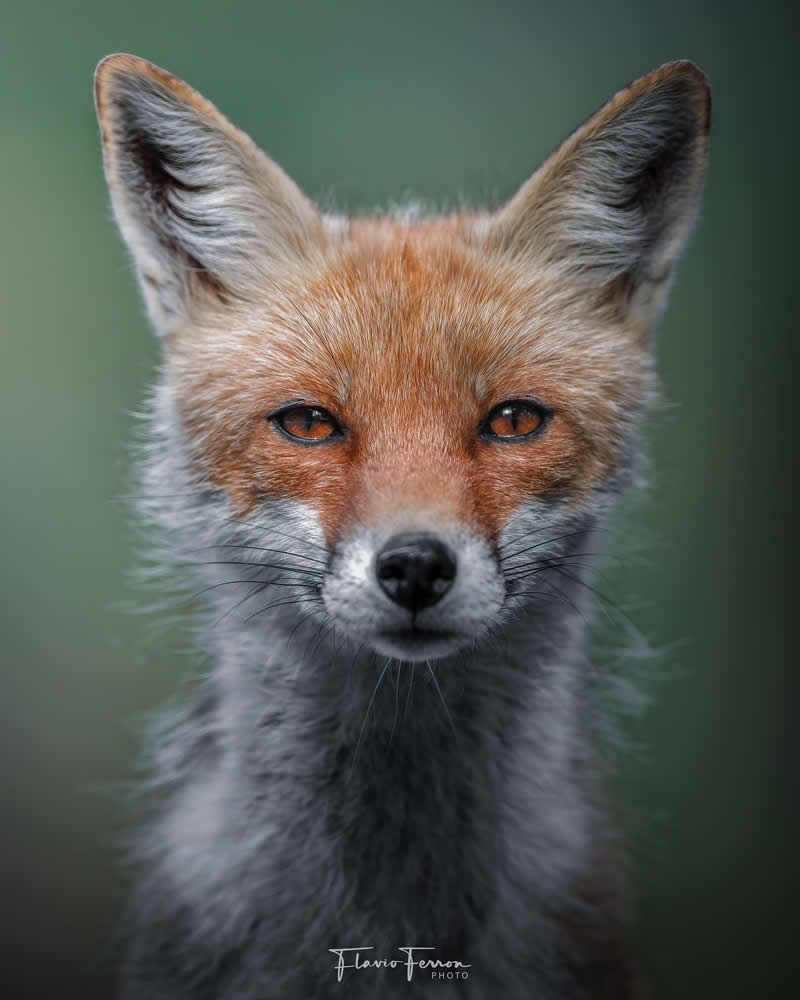 Wildlife Photography by Flavio Ferron