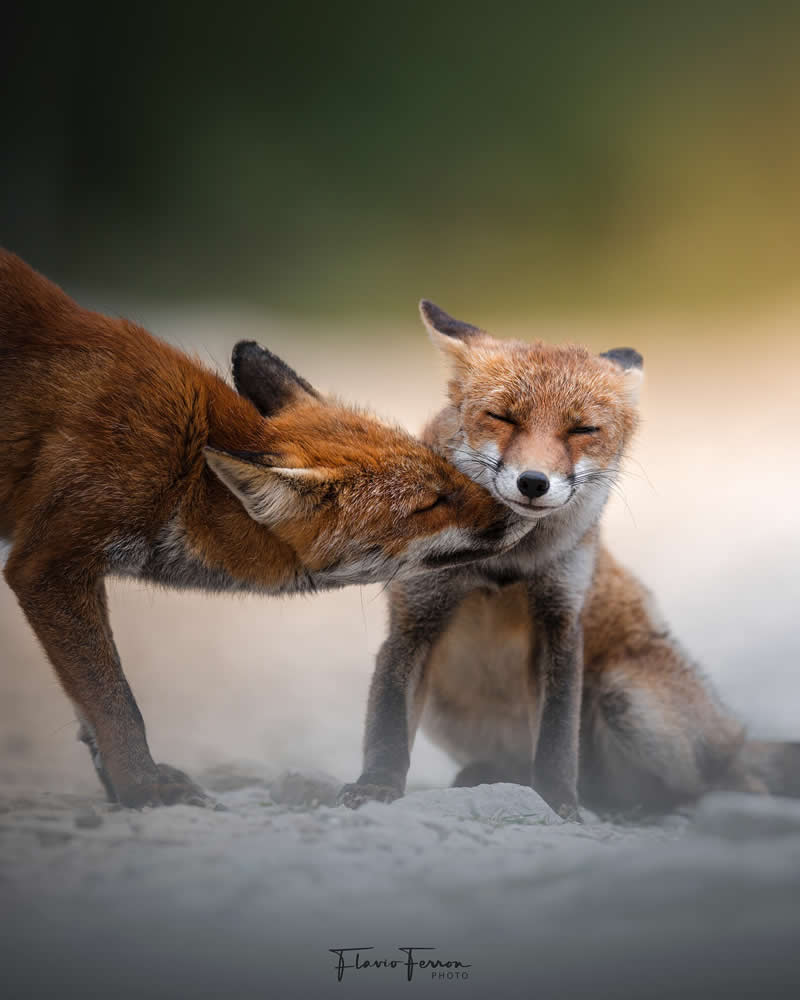 Wildlife Photography by Flavio Ferron