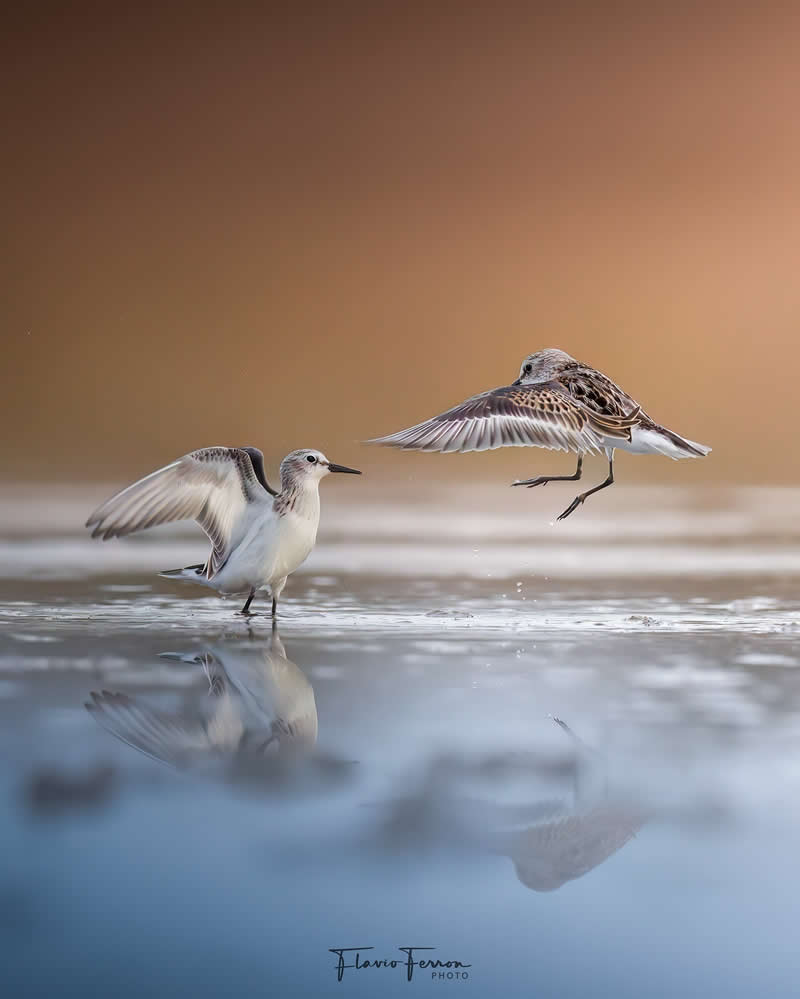 Wildlife Photography by Flavio Ferron