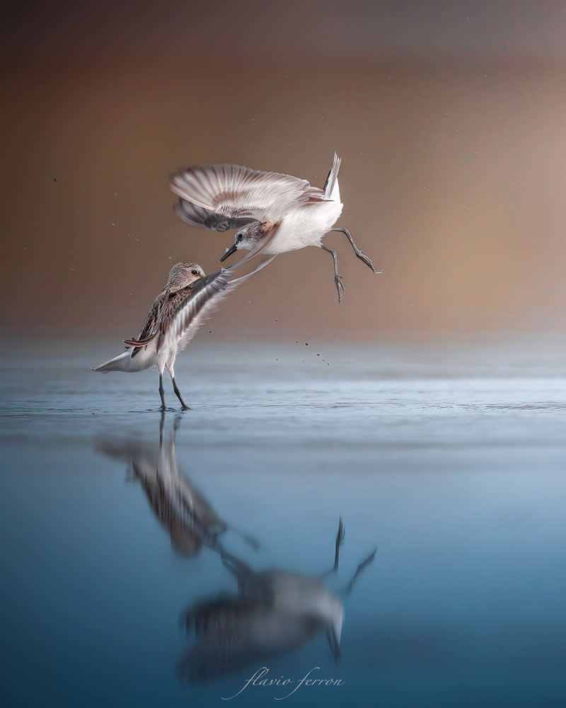 Wildlife Photography by Flavio Ferron