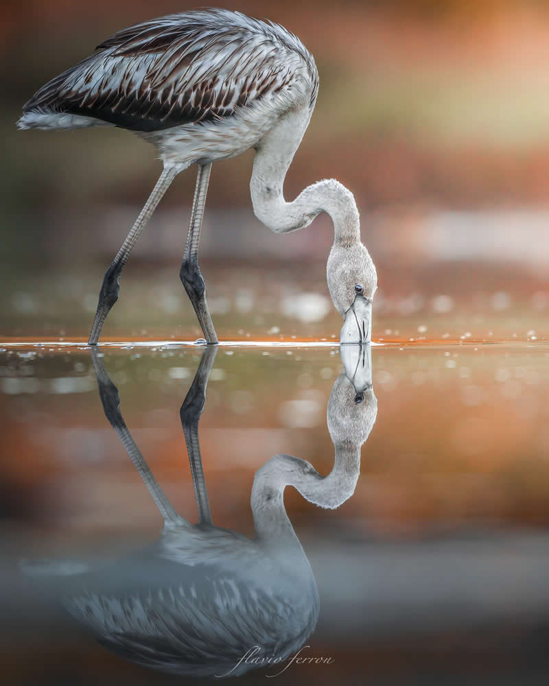 Wildlife Photography by Flavio Ferron