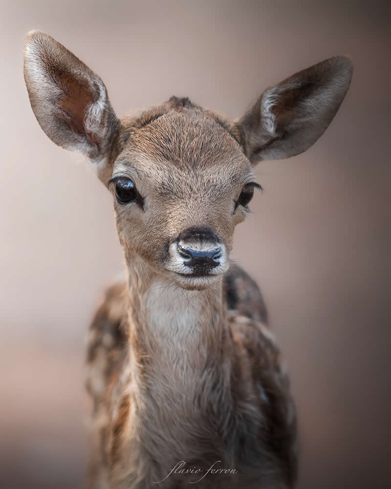Wildlife Photography by Flavio Ferron