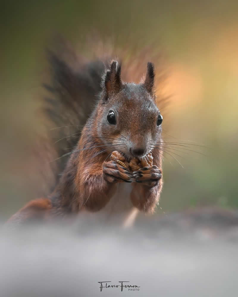 Wildlife Photography by Flavio Ferron