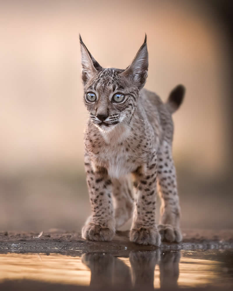 Wildlife Photography by Flavio Ferron