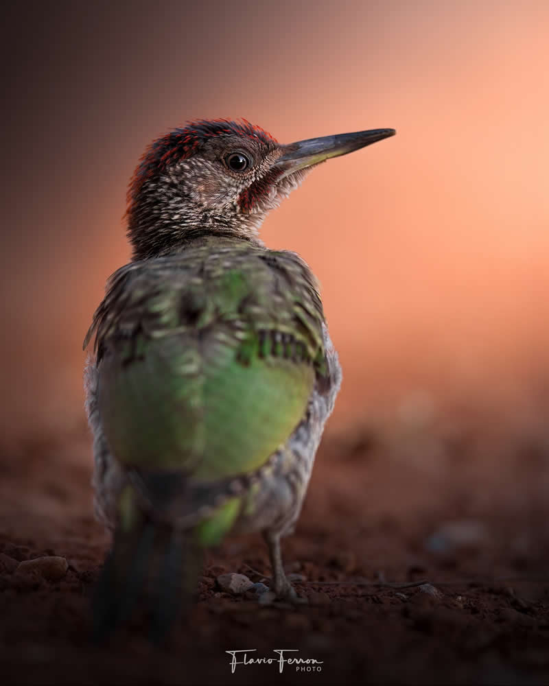 Wildlife Photography by Flavio Ferron