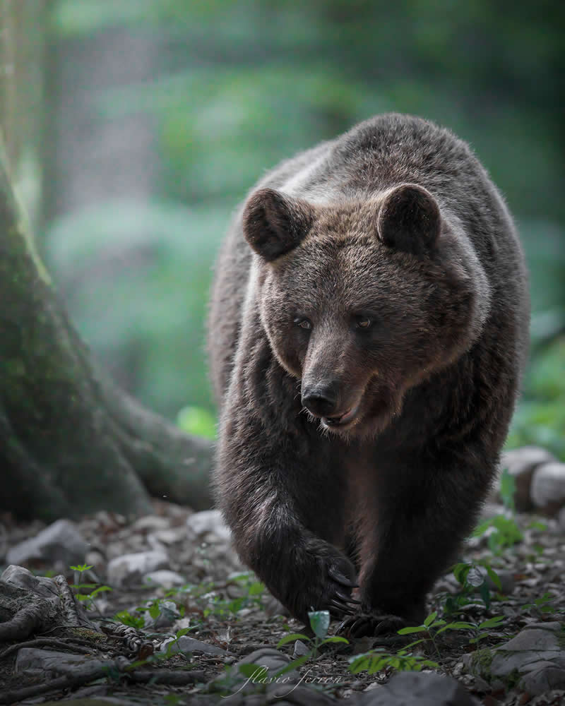 Wildlife Photography by Flavio Ferron