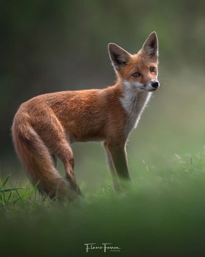 Wildlife Photography by Flavio Ferron