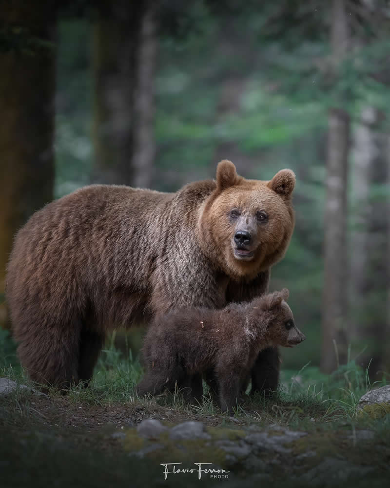 Wildlife Photography by Flavio Ferron