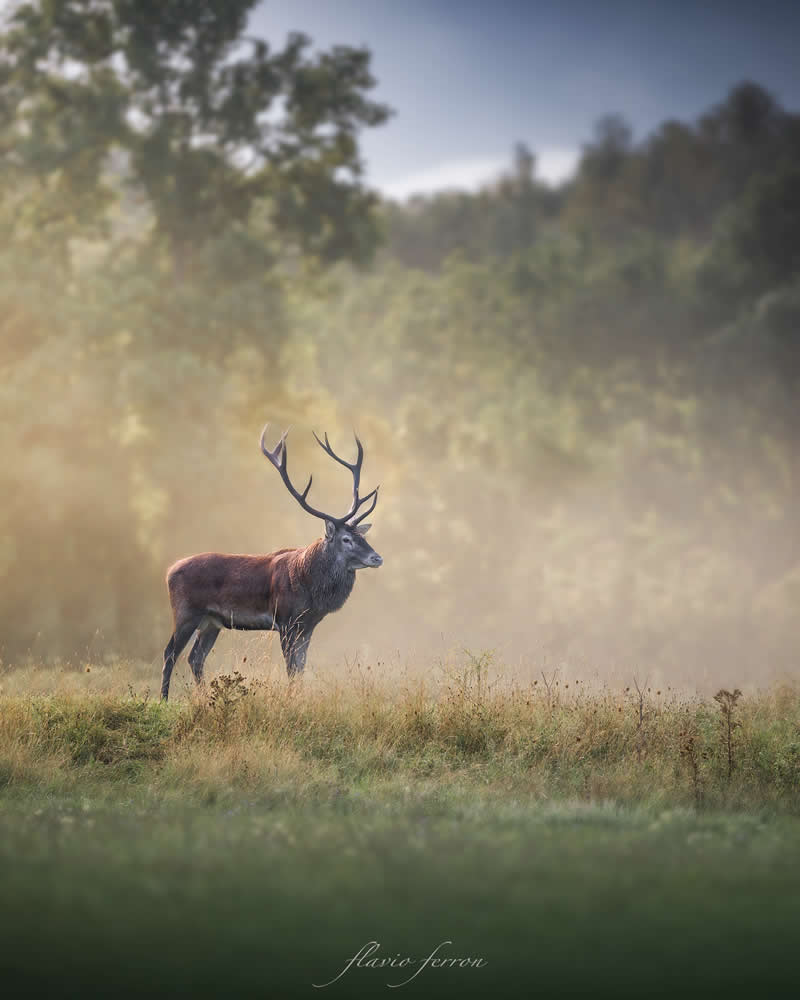 Wildlife Photography by Flavio Ferron
