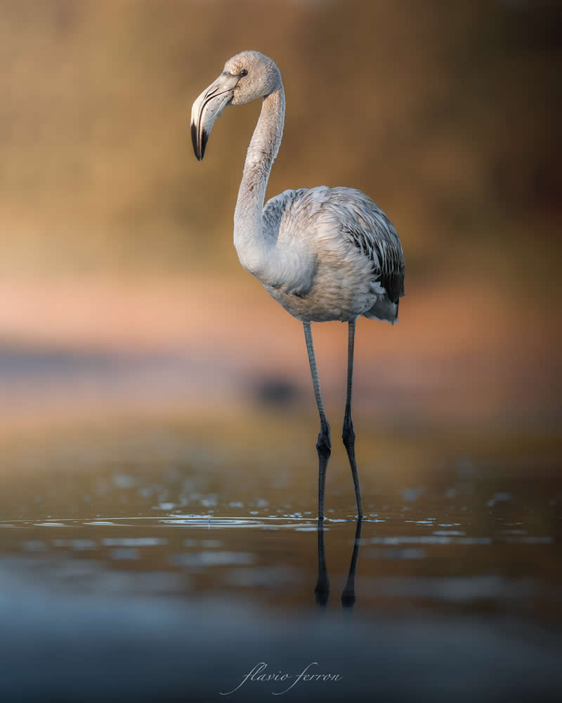 Wildlife Photography by Flavio Ferron