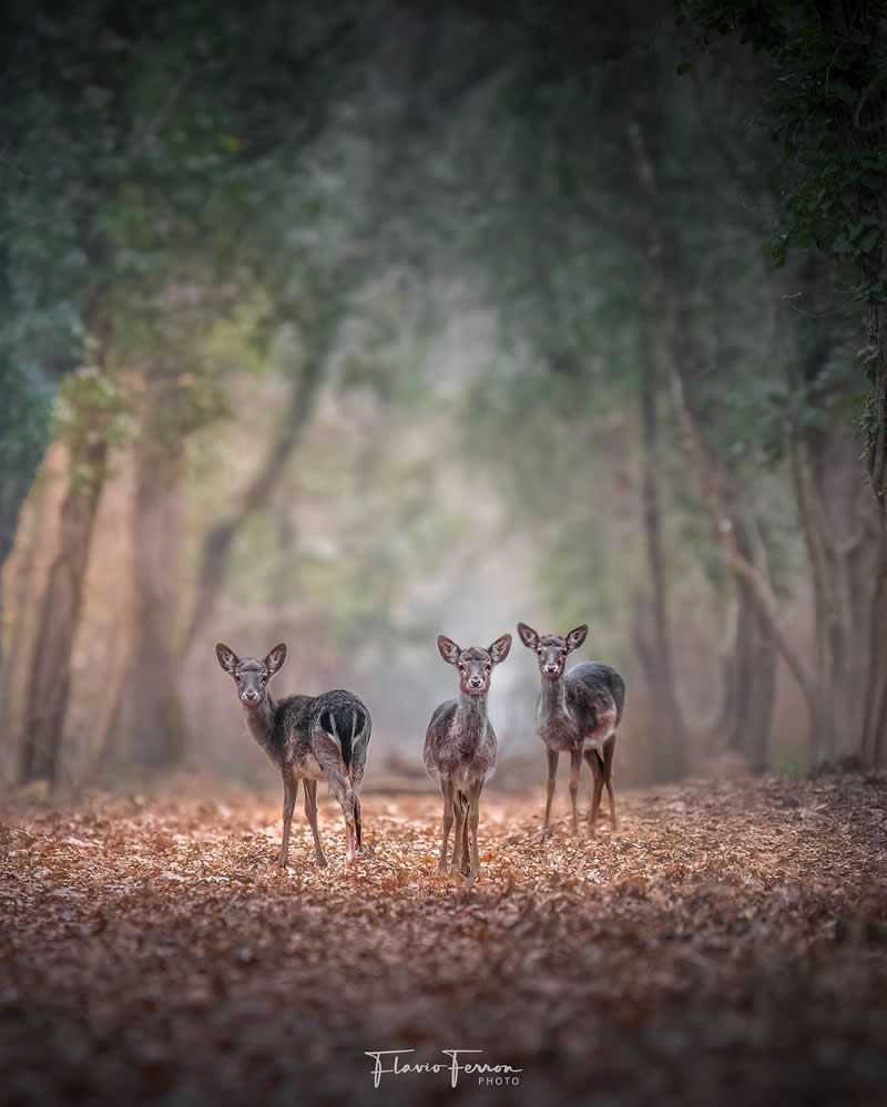 Wildlife Photography by Flavio Ferron