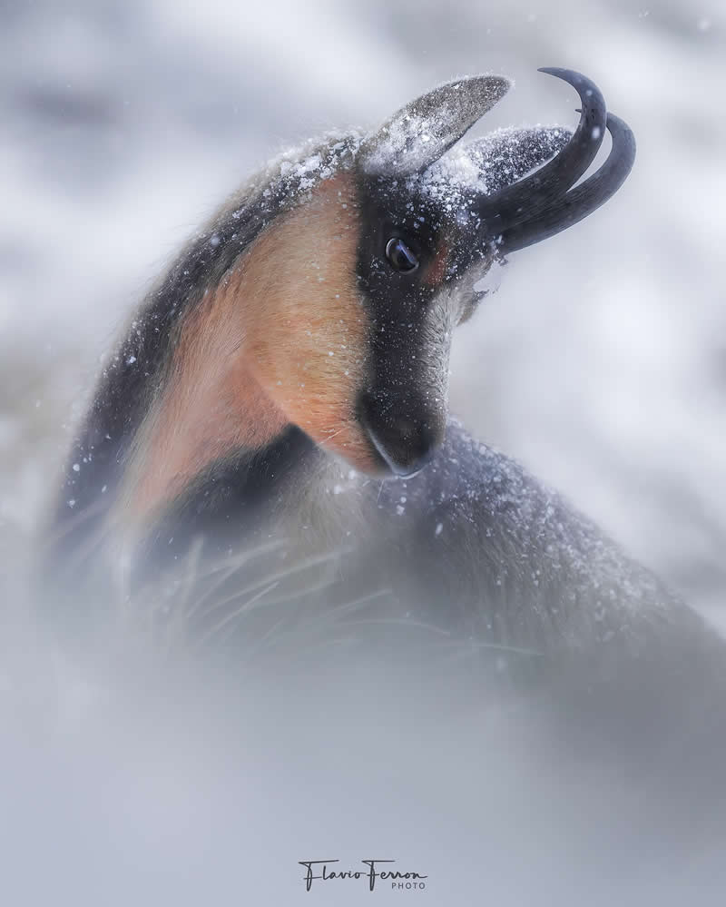 Wildlife Photography by Flavio Ferron