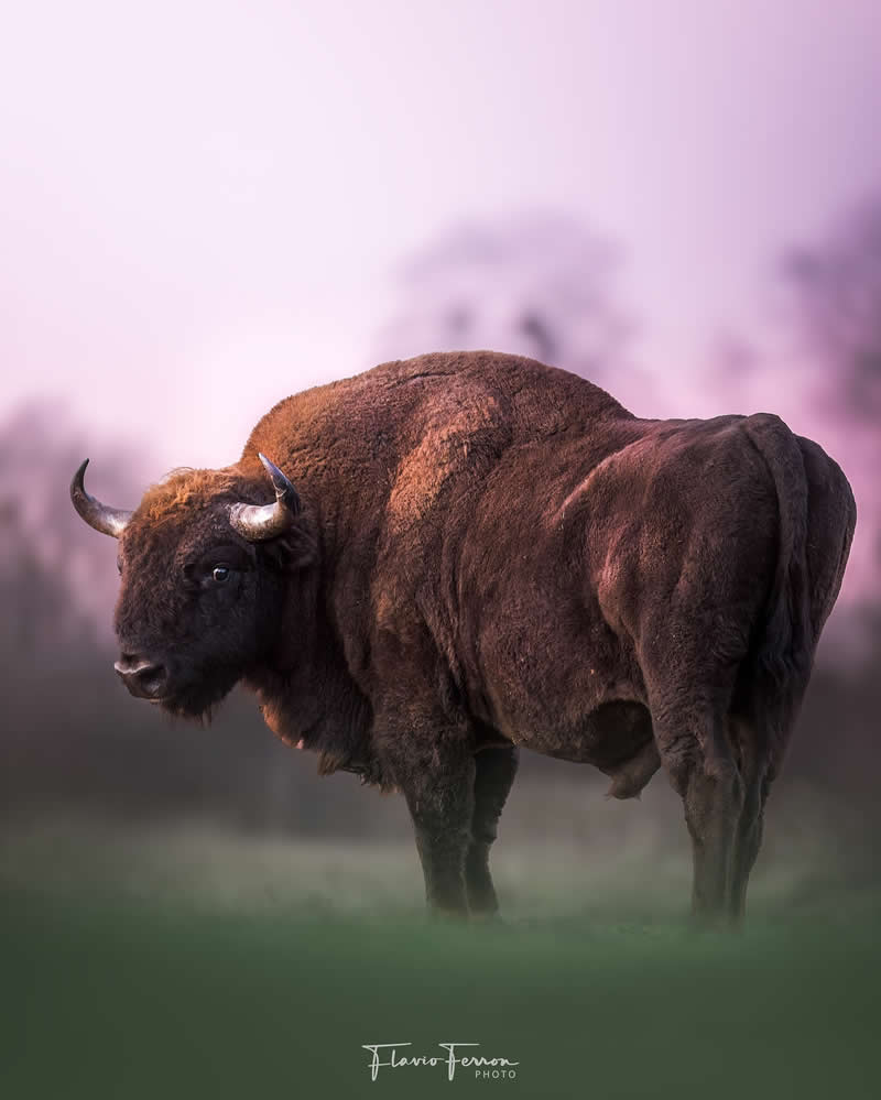 Wildlife Photography by Flavio Ferron