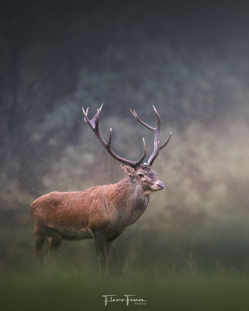 Wildlife Photography by Flavio Ferron