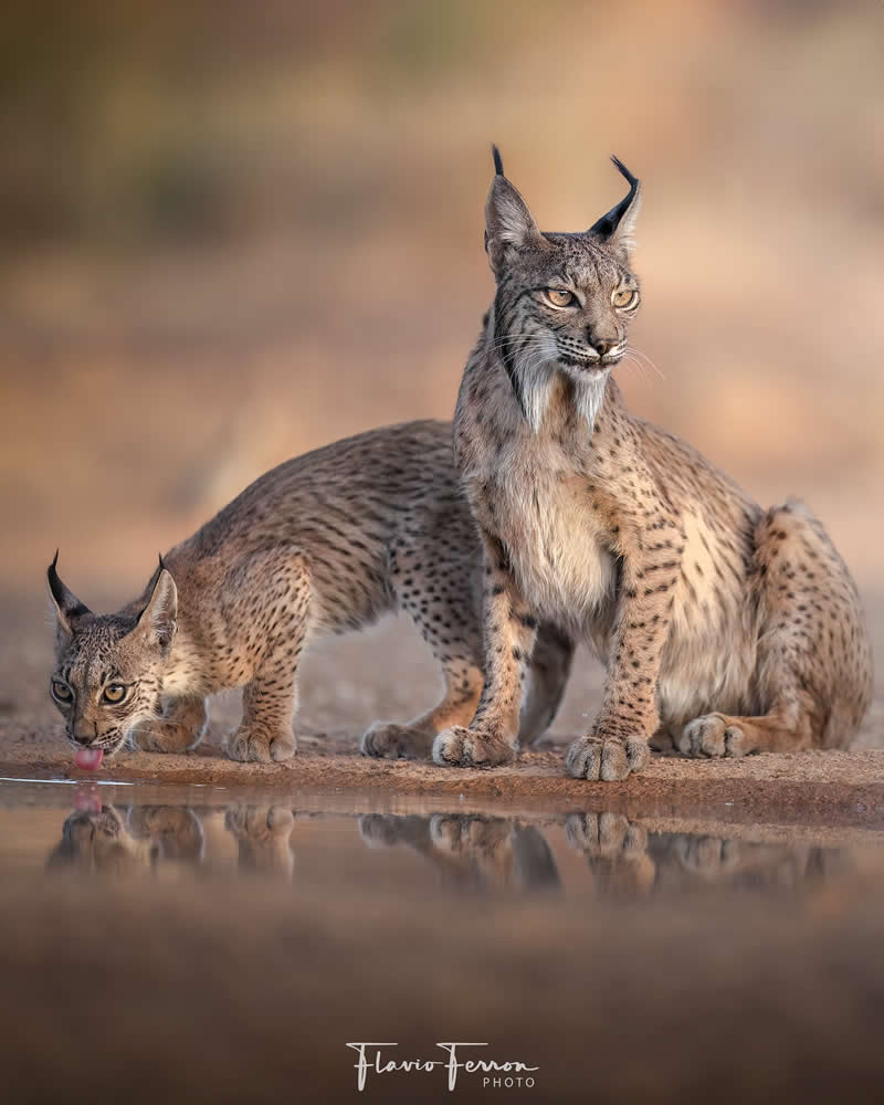 Wildlife Photography by Flavio Ferron