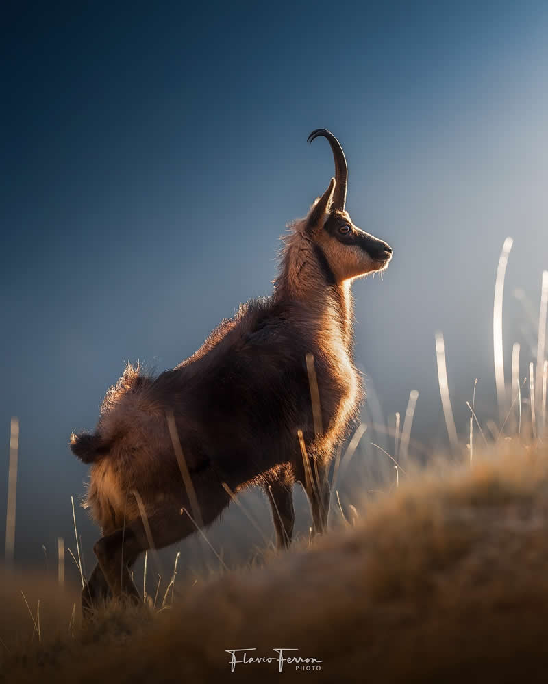 Wildlife Photography by Flavio Ferron