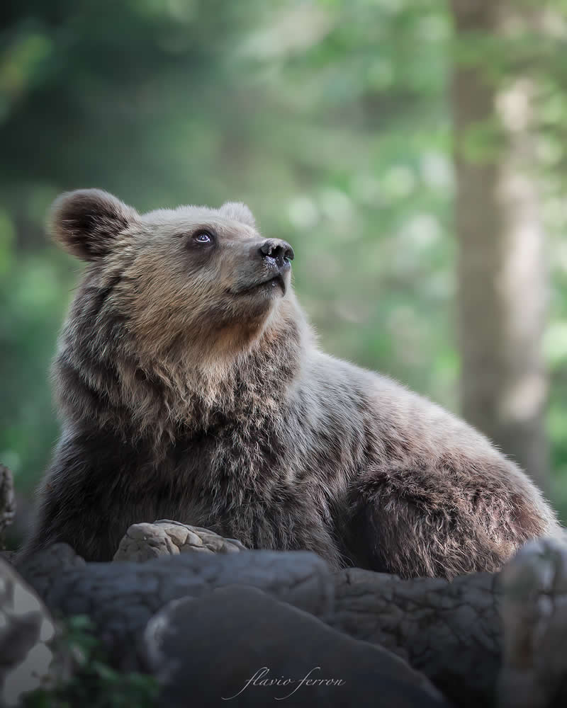 Wildlife Photography by Flavio Ferron