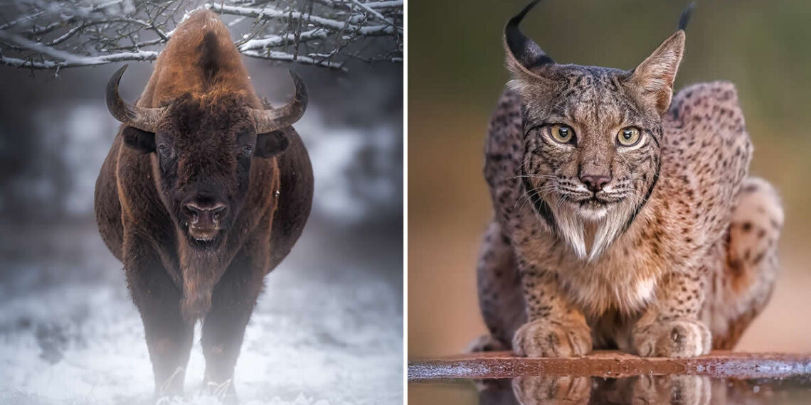 Wildlife Photography by Flavio Ferron