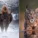 Wildlife Photography by Flavio Ferron