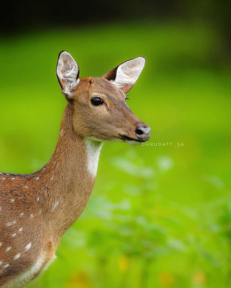 Indian Wildlife Photography by Gurudatt S A