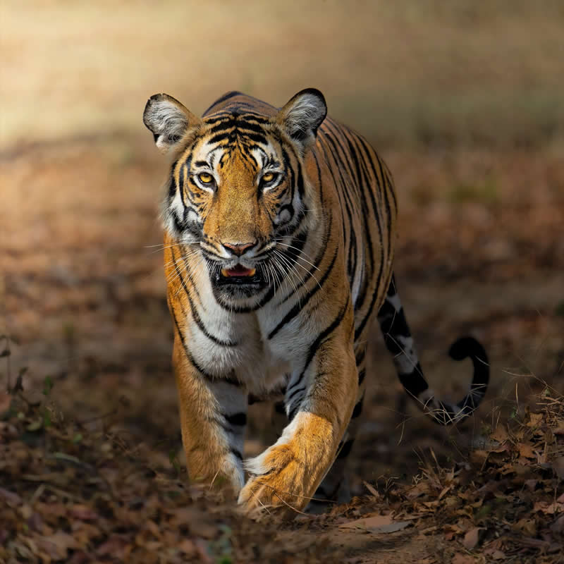 Indian Wildlife Photography by Gurudatt S A