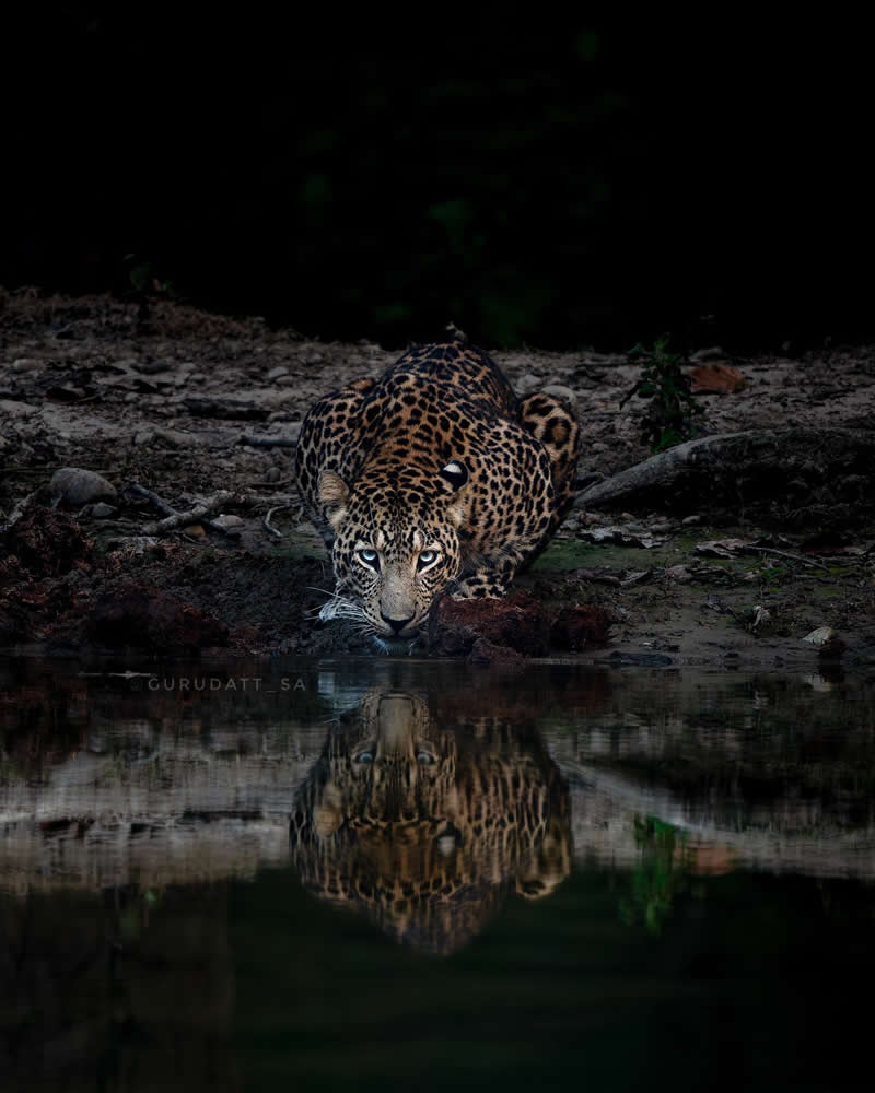 Indian Wildlife Photography by Gurudatt S A