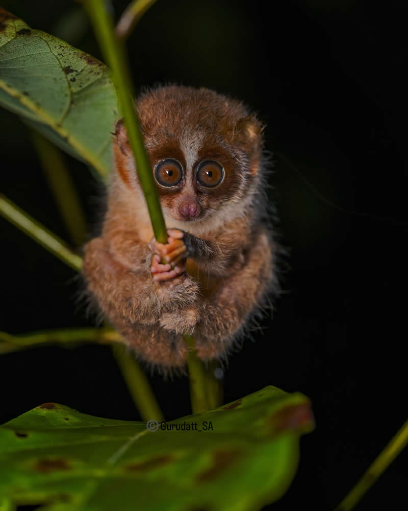 Indian Wildlife Photography by Gurudatt S A