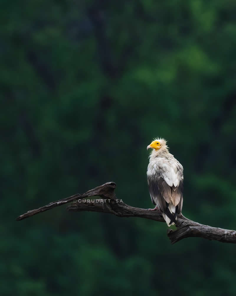 Indian Wildlife Photography by Gurudatt S A