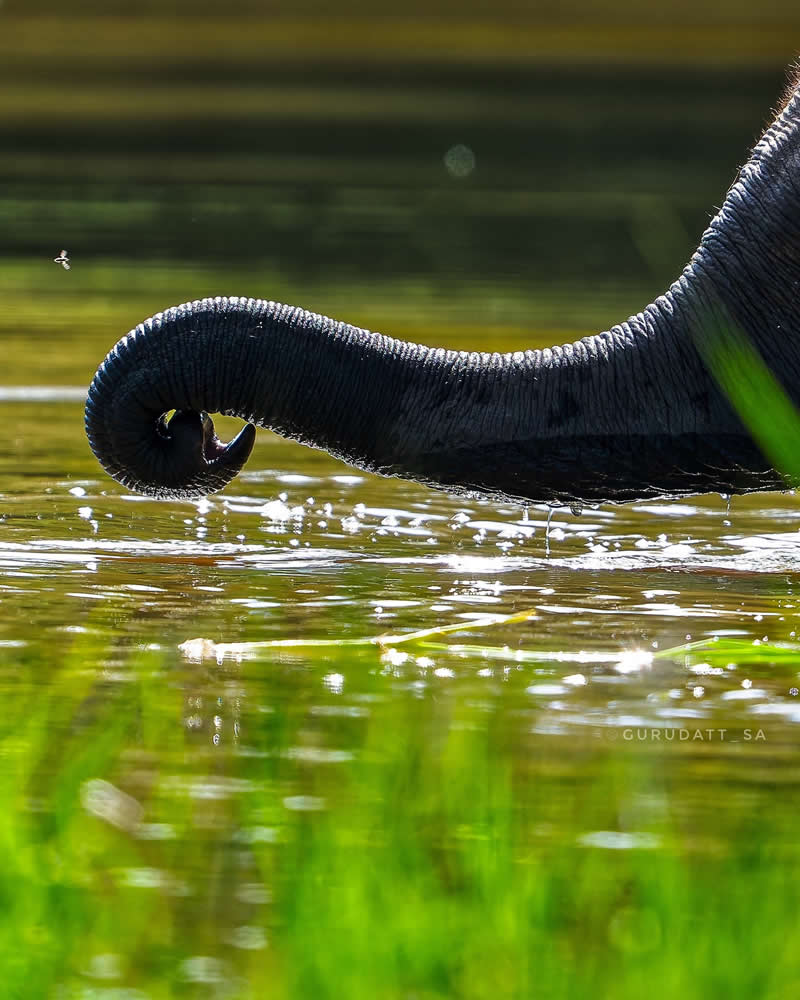 Indian Wildlife Photography by Gurudatt S A