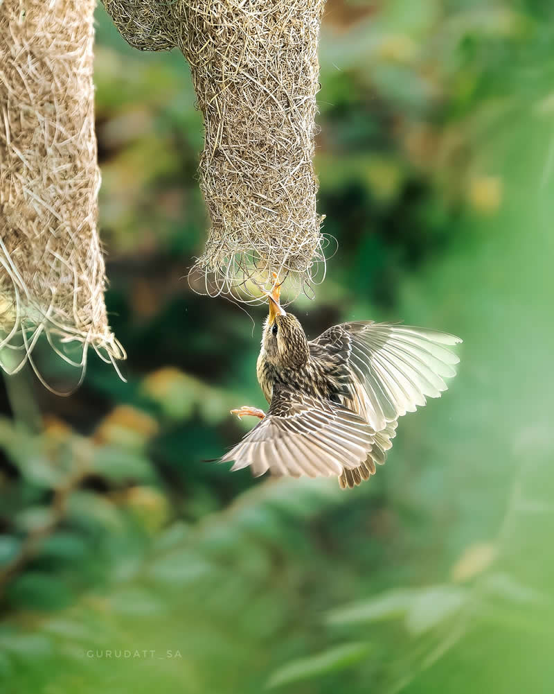 Indian Wildlife Photography by Gurudatt S A