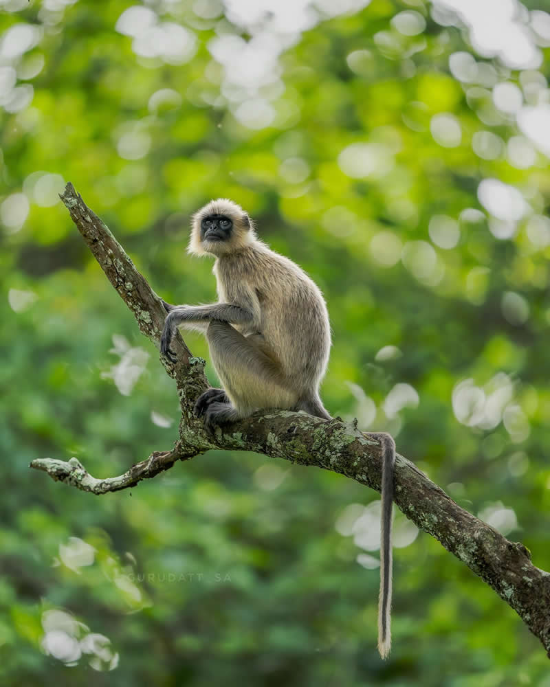 Indian Wildlife Photography by Gurudatt S A