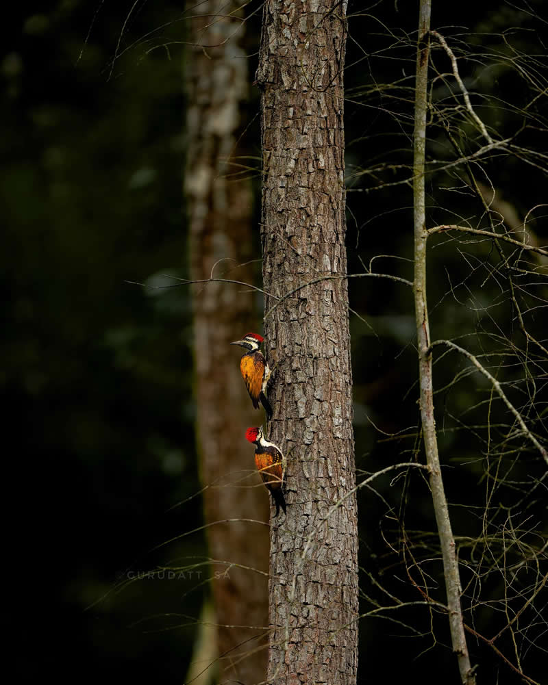 Indian Wildlife Photography by Gurudatt S A