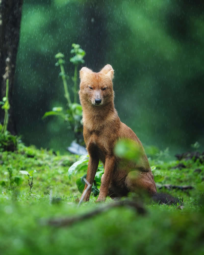 Indian Wildlife Photography by Gurudatt S A