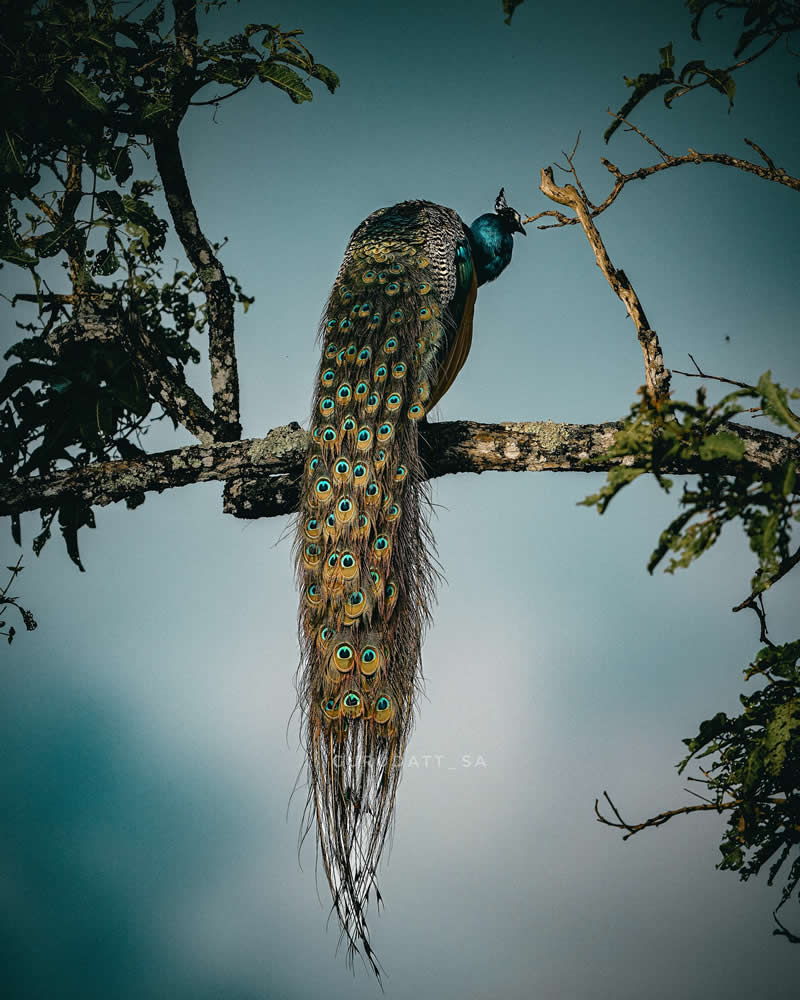 Indian Wildlife Photography by Gurudatt S A