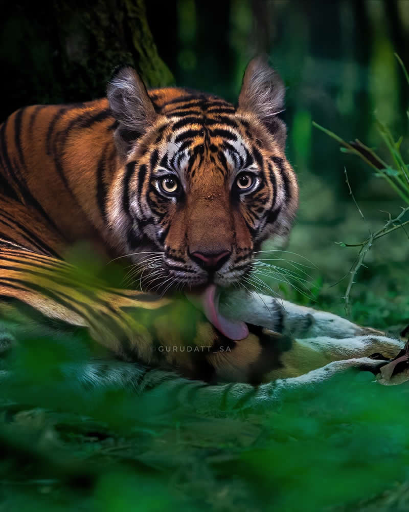 Indian Wildlife Photography by Gurudatt S A