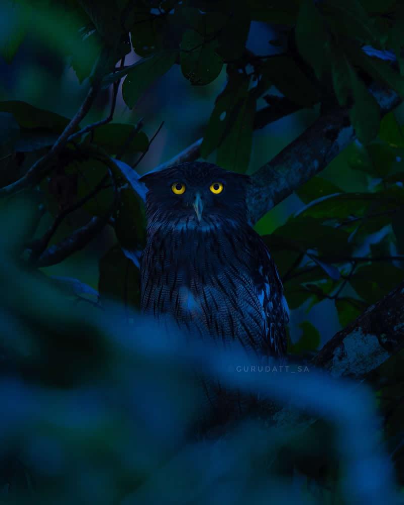 Indian Wildlife Photography by Gurudatt S A