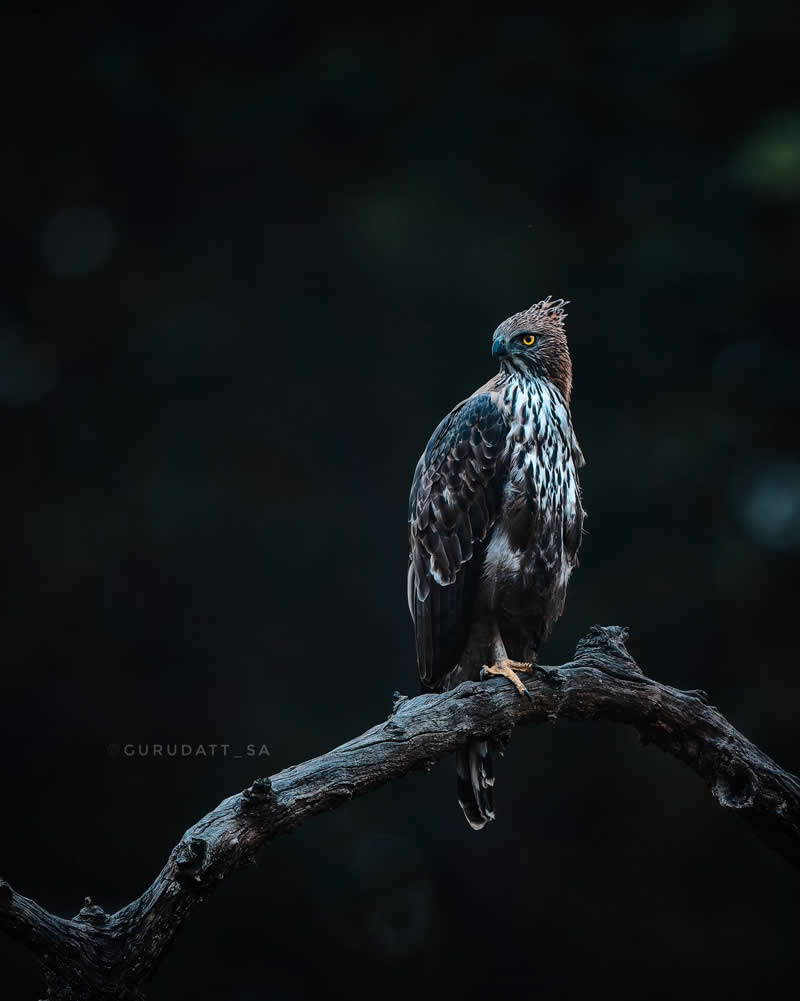 Indian Wildlife Photography by Gurudatt S A