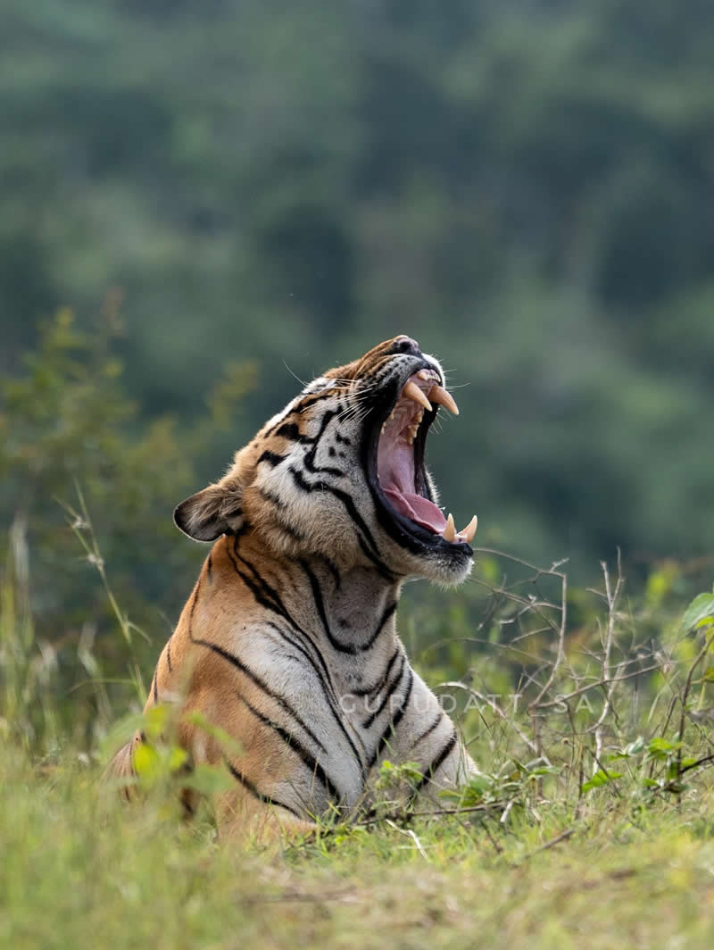 Indian Wildlife Photography by Gurudatt S A