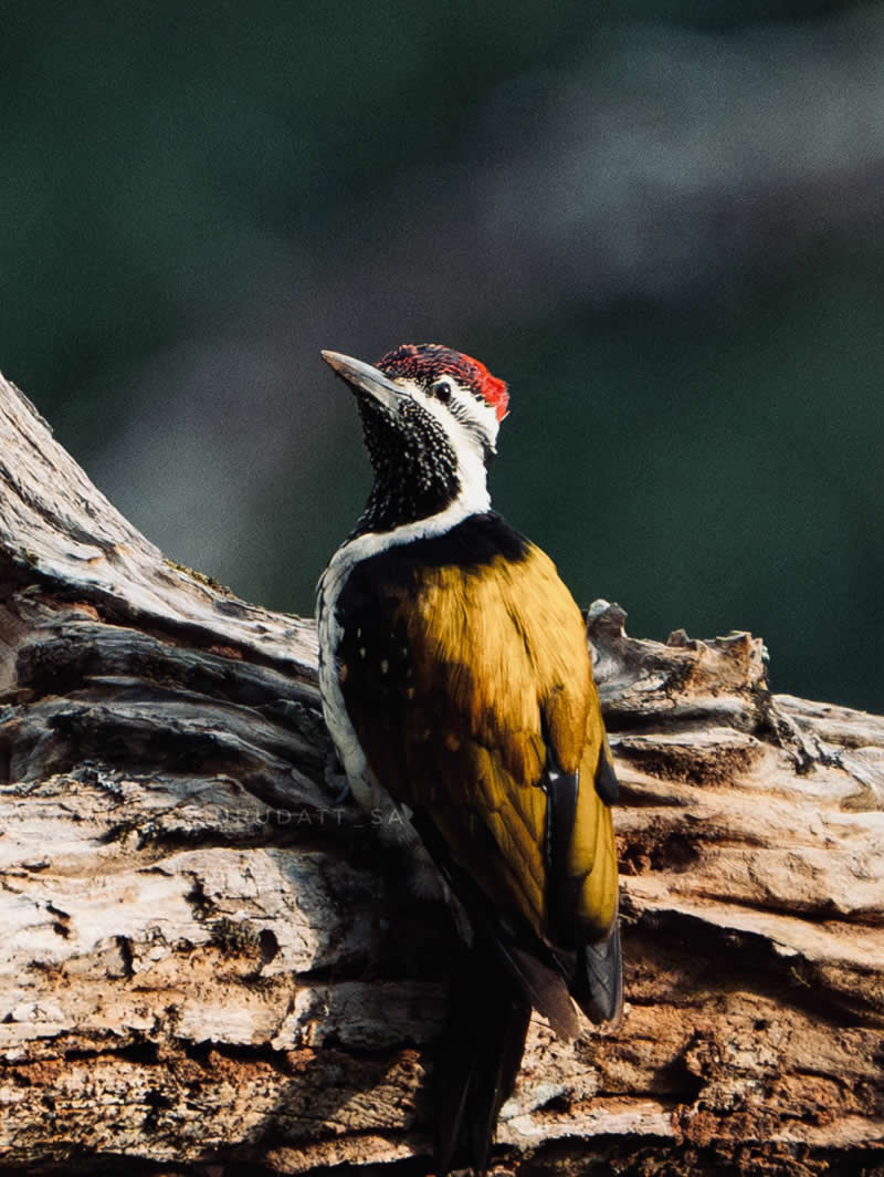 Indian Wildlife Photography by Gurudatt S A