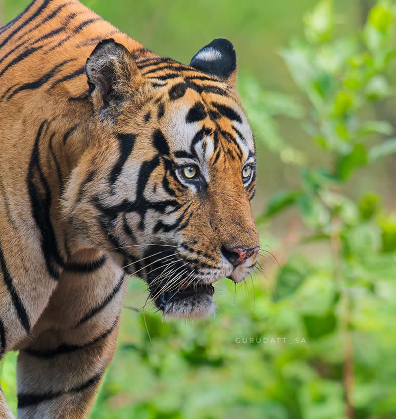 Indian Wildlife Photography by Gurudatt S A