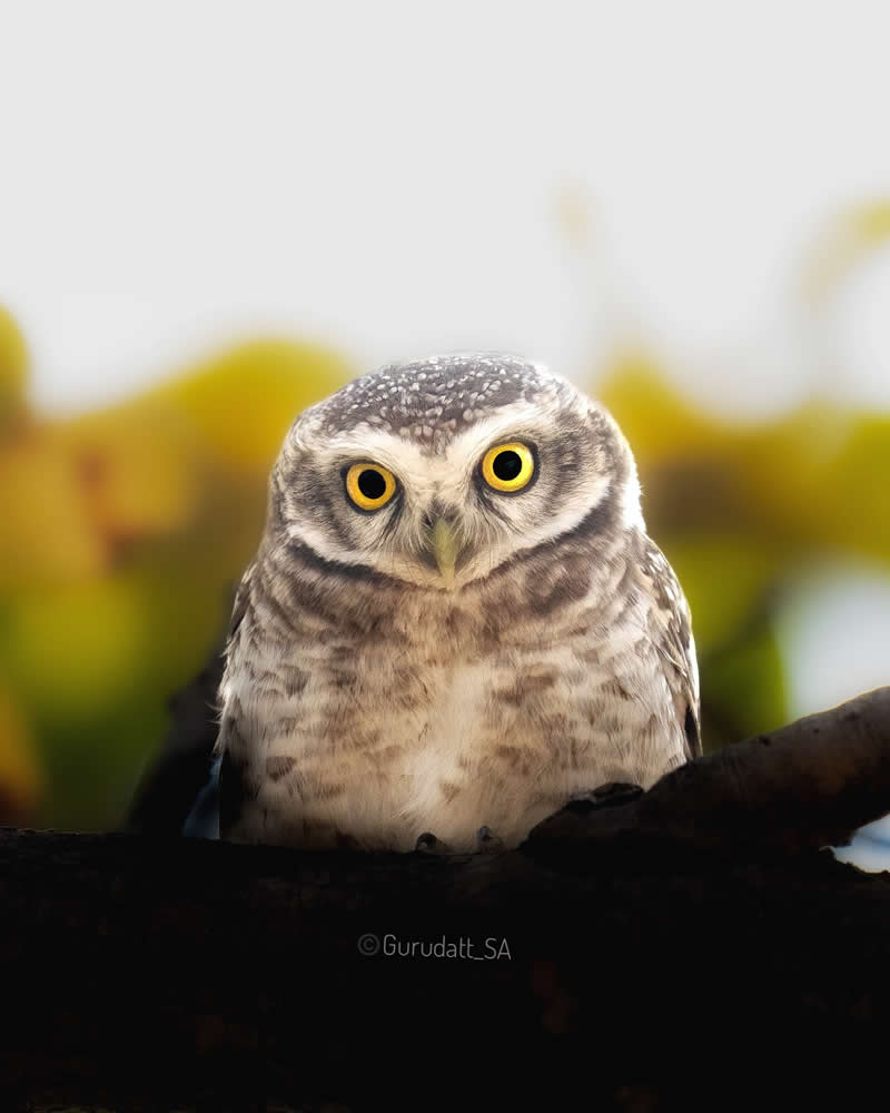 Indian Wildlife Photography by Gurudatt S A