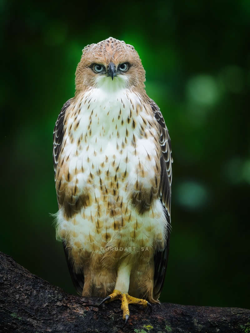 Indian Wildlife Photography by Gurudatt S A