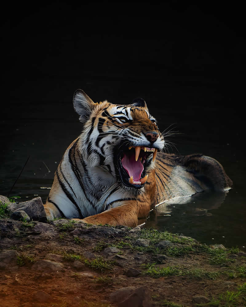 Indian Wildlife Photography by Gurudatt S A