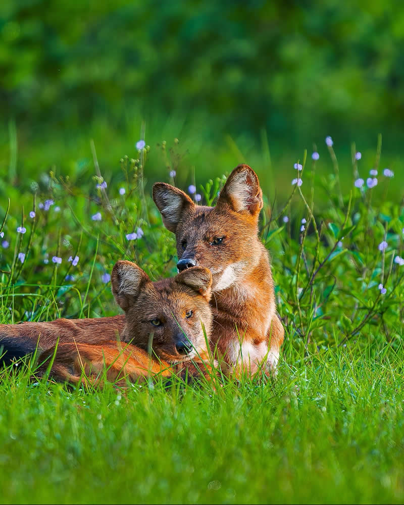 Indian Wildlife Photography by Gurudatt S A