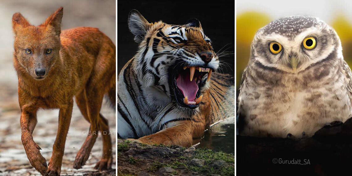 Indian Wildlife Photography by Gurudatt S A